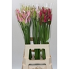 Nerine Mix