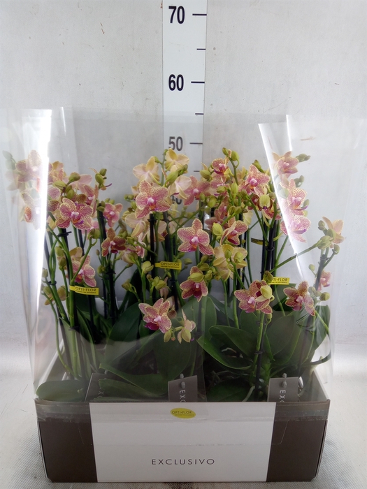 <h4>Phalaenopsis multi.   ...yellow</h4>