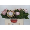 Protea Cynaroides