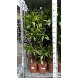 Dracaena fr de 'LemonLime'