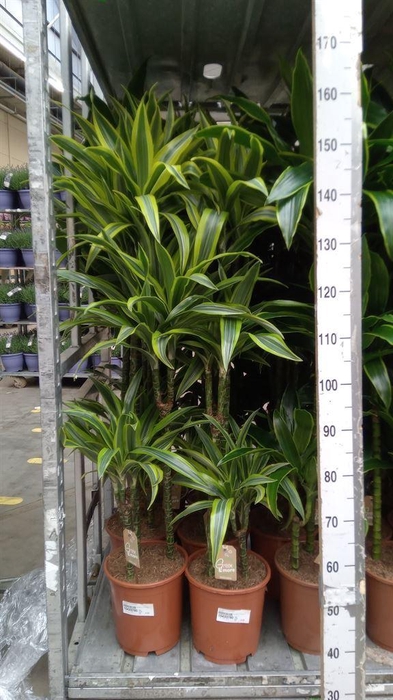 <h4>Dracaena fr de 'LemonLime'</h4>