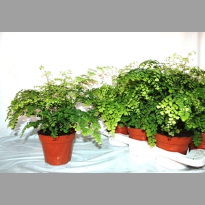 ADIAN RAD FRAGRANS
