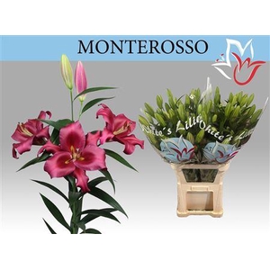 Li Ot Monterosso 5+