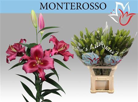 <h4>Li Ot Monterosso 5+</h4>