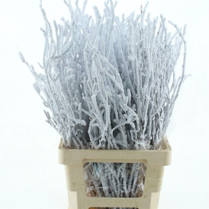 Berk Sneeuw 80cm