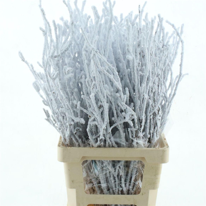 Berk Sneeuw 80cm