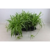 Chlorophytum comosum 'Ocean'