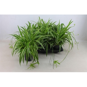 Chlorophytum comosum 'Ocean'
