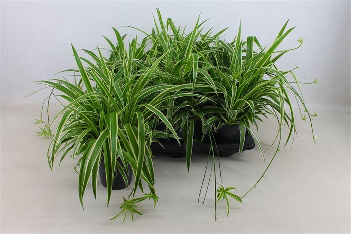 <h4>Chlorophytum comosum 'Ocean'</h4>