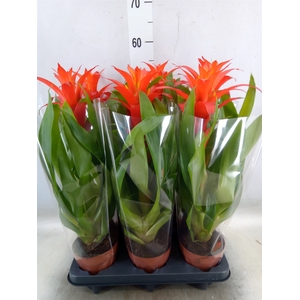 Guzmania  'Suerte Orange'