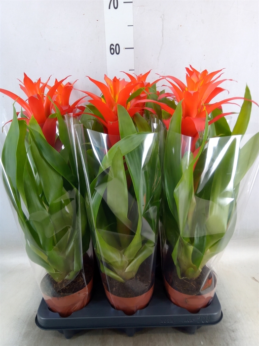 <h4>Guzmania  'Suerte Orange'</h4>