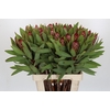 Protea Robijn