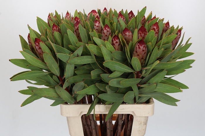 <h4>Protea Robijn</h4>