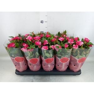 Rosa  'Tunesie Twin Colour Star'