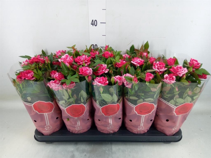 <h4>Rosa  'Tunesie Twin Colour Star'</h4>