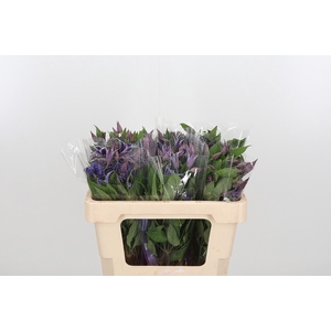 Clem Di Bl Pirouette