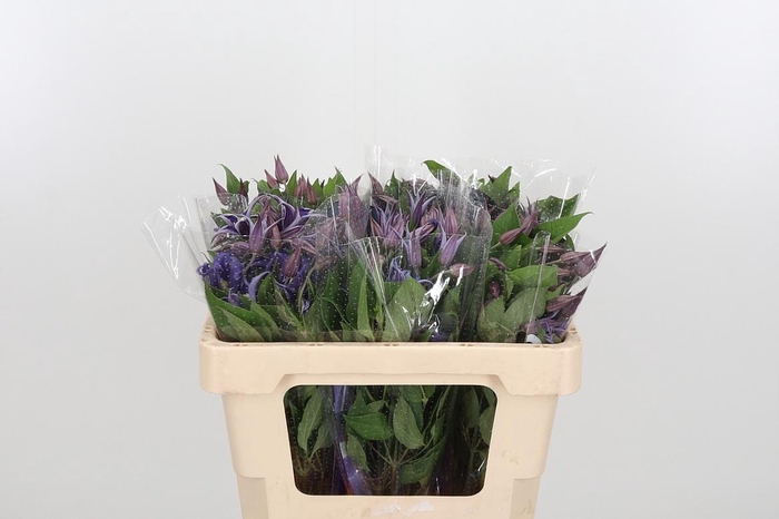 <h4>Clem Di Bl Pirouette</h4>