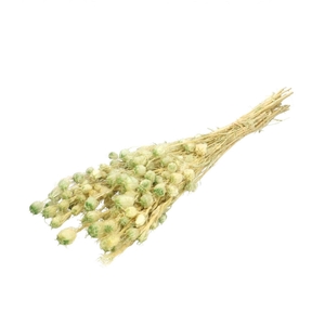 Preserved Nigella 55cm