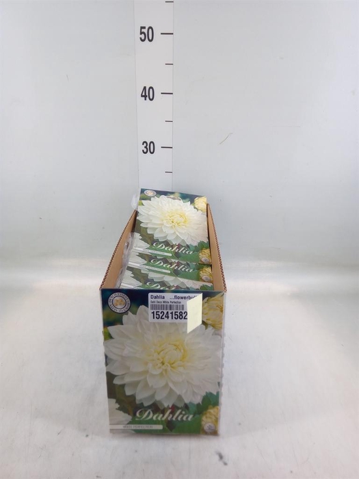 <h4>Dahlia   ...flowerbulbs</h4>