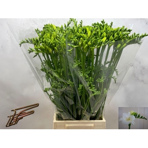 Freesia enk Ambiance