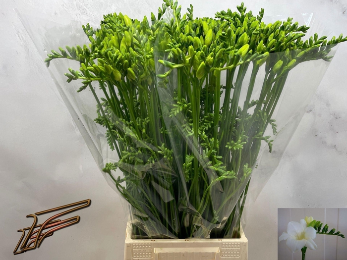 <h4>Freesia enk Ambiance</h4>