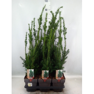 Taxus baccata   ...