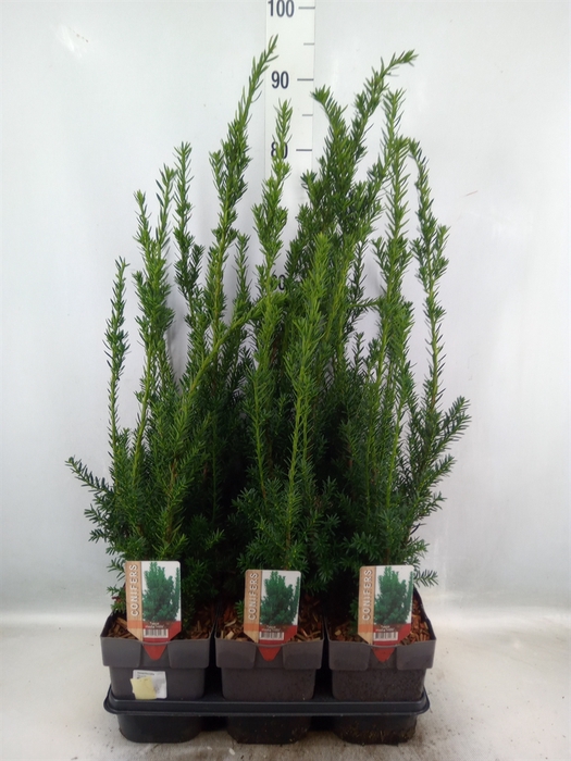 <h4>Taxus baccata   ...</h4>