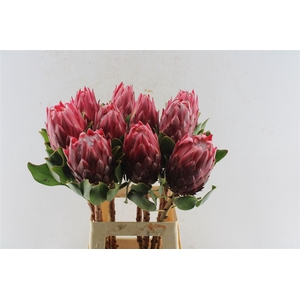 Protea Cy Red Rex C