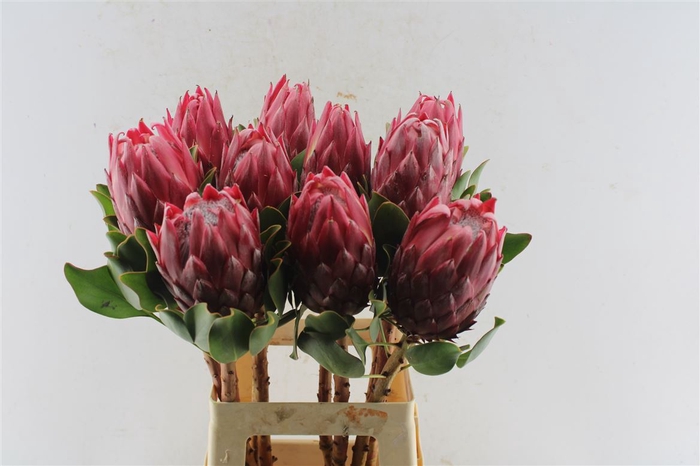 <h4>Protea Cy Red Rex C</h4>