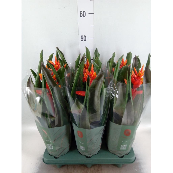 <h4>Aechmea 'Pepita Elegant Flames'</h4>