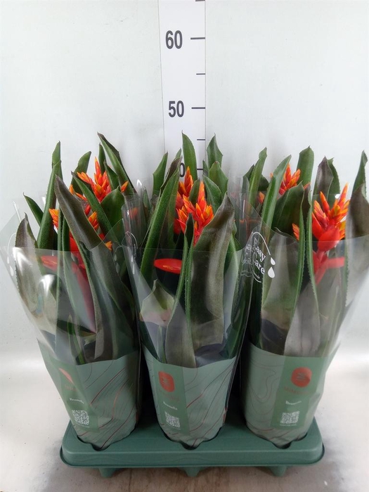 Aechmea  'Pepita Elegant Flames'