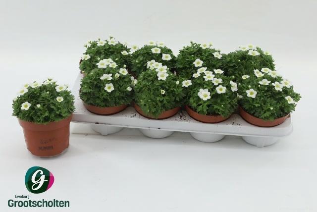 <h4>SAXIF AR TOUR WHITE</h4>