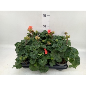 Pelargonium zona.   ...F1