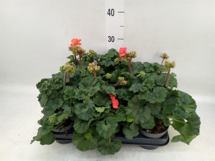 <h4>Pelargonium zona.   ...F1</h4>