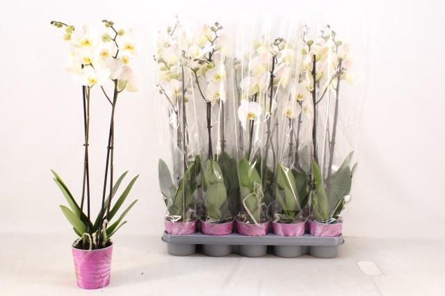 <h4>PHAL AN LONDON</h4>