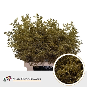 Limonium Colored GOLD