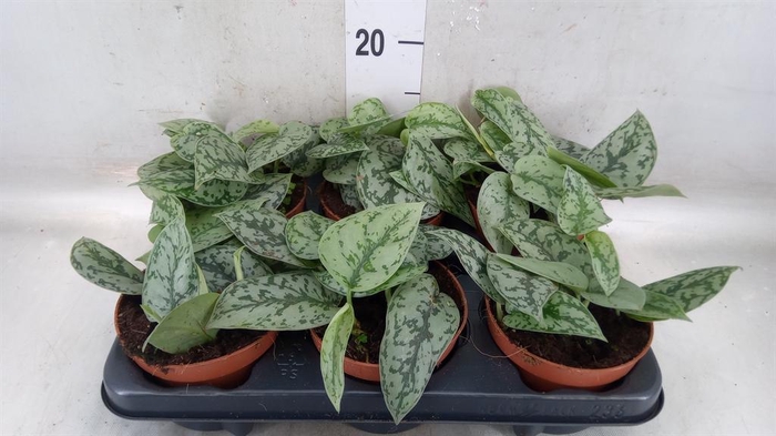 <h4>Scindapsus   ...</h4>