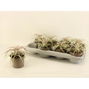 TILLANDSIA XEROGRAPH