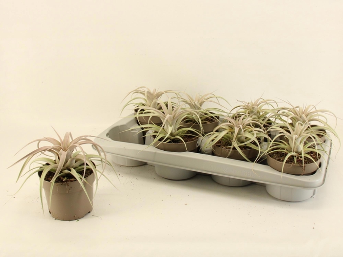<h4>TILLANDSIA XEROGRAPH</h4>