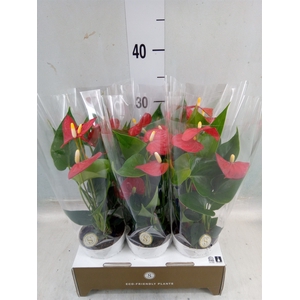 Anthurium andr. 'Red Champion'