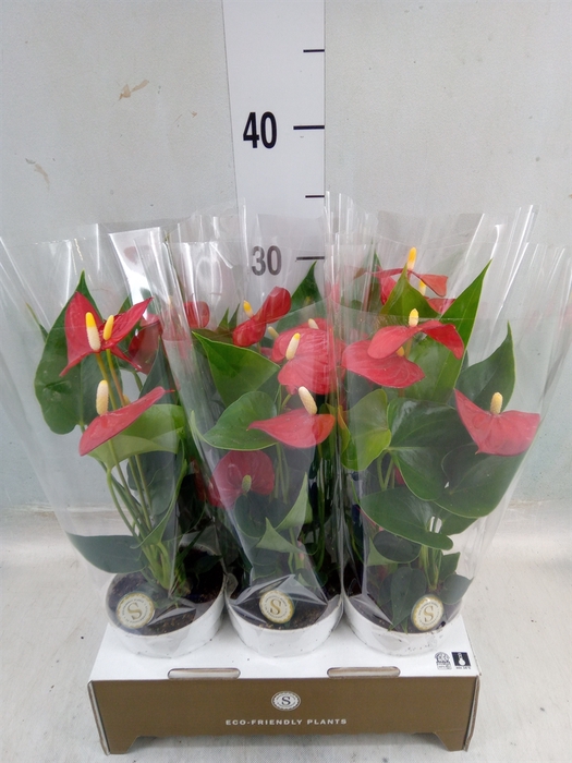 <h4>Anthurium andr. 'Red Champion'</h4>