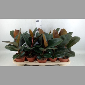 Ficus elastica 'Robusta'