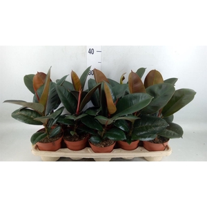 Ficus elastica 'Robusta'