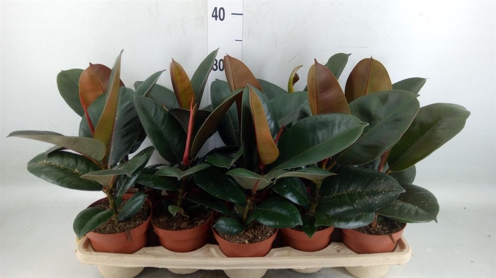 <h4>Ficus elastica 'Robusta'</h4>
