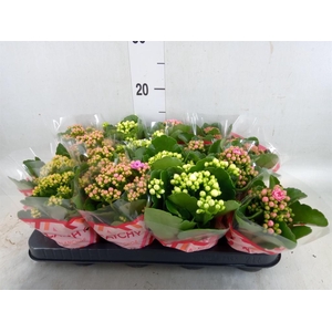 Kalanchoe blos.   ..rosebud mix  5