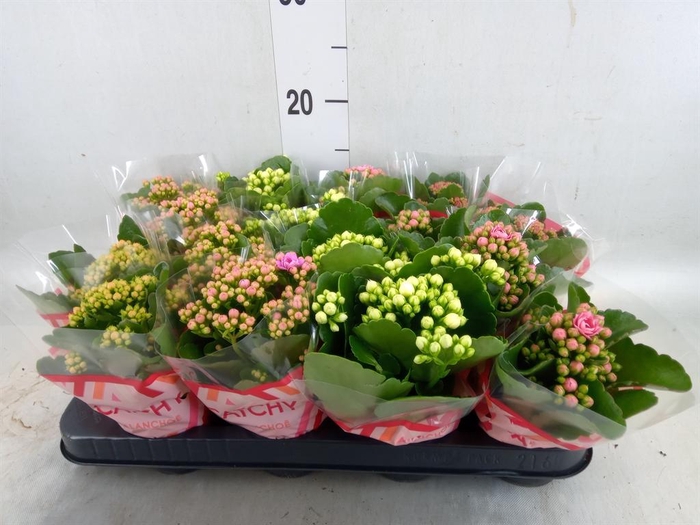 <h4>Kalanchoe blos.   ..rosebud mix  5</h4>