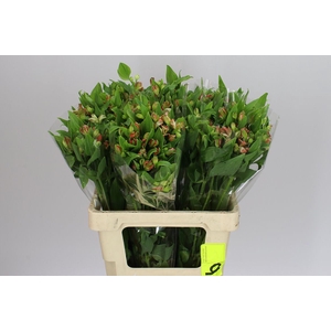 Alstro Charm Coral