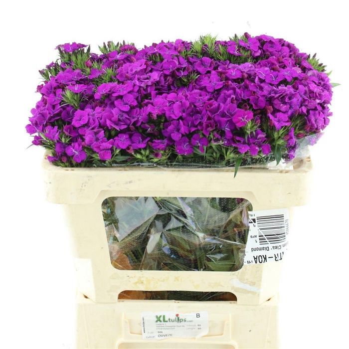 <h4>DI BARB AM NEON PURP</h4>