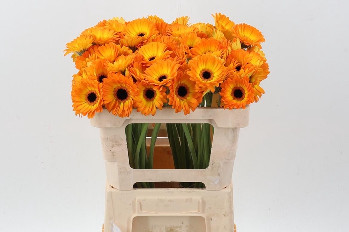 <h4>Ge Mi Solero</h4>