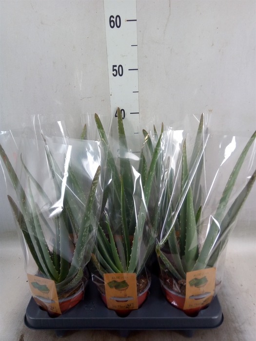 <h4>Aloe vera</h4>